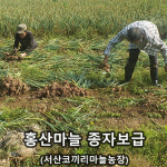 국산 품종 홍산마늘 종자 구매 이벤트 실시