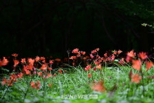 추석맞아 국립공원 야생화 꽃길 21곳 추천