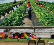 체험농장 헤븐온어스 딸기농장, 4월 15일까지 특별할인 이벤트