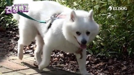 견주가 알려주는 견생백과 브이로그, 반려인들 사이에서 큰 공감 얻어