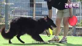 견주가 알려주는 견생백과 브이로그, 반려인들 사이에서 큰 공감 얻어