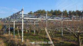 [르포] 영농형 태양광 아래 영근 나주배 맛·크기 다를까