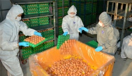 살충제 계란 농장 수 45개로 하루 새 13개 증가