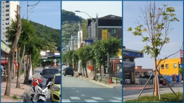 ‘흉물’된 공주 우금티로 가로수