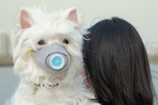 ‘코로나19’ 감염 홍콩 반려견, 음성 판정 후 이틀 만에 사망