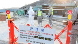 무안 육용오리 농장서 고병원성 AI확진