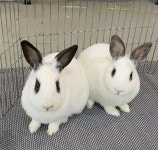 (길에서산다③)“자연 방생 명목으로 유기…죽음으로 내모는 것”