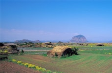 국민 67.71% 알뜨르 비행장 스포츠 타운 조성 반대