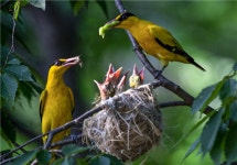 (생명의 숨소리)못~찾겠다 꾀꼬리…아니! 찾았다 꾀꼬리!