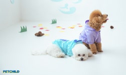 반려동물 용품 온라인몰 펫차일드 런칭