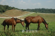 [王을 만나다·13]서삼릉-예릉 ( 25대 철종·철인왕후)