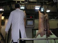 최첨단 시스템 도드람 안성축산물 공판장