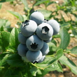 친환경·관광 명품사업 양평의 힘 베리