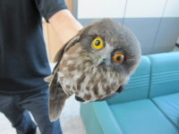 부평 삼산119센터, 까치떼 공격 부엉이 구출