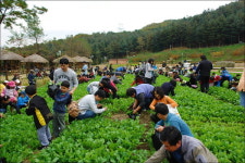 [푸른농촌 희망찾기]용인 어메니티 경관농업단지