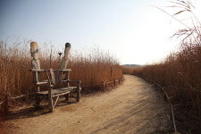 [이야기가 있는 길]충남 서천군 신성리 갈대밭