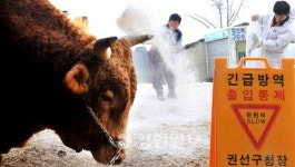 억대 싸움소 쓰러질까 힘겨운 사투