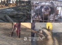동물농장 모피의 불편한 진실 폭로… 산채로 가죽 벗겨