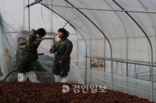 이천 축산농장 인근 지하수·상추서 악취