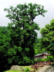 [송수복과 함께 전철로 가는 산행]용문산