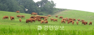반갑다 소들아…