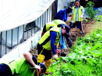 농협 파주지부, 농가 복구작업 도와