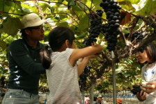 강화섬 포도 수확 체험