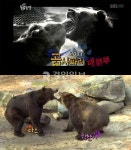 곰 사파리 잔혹사 제왕 다스 vs 힘찬이… 정말 부친의 복수?