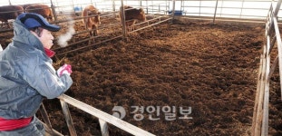 키울수록 손해 소는 누가 키우나