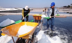 소래습지생태공원 가면 천일염이 공짜