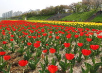 안양천변 가득채운 2만송이 튤립