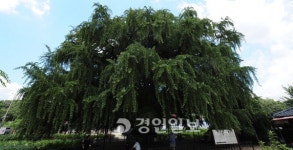 장수동 은행나무 천연기념물 지정 사전작업