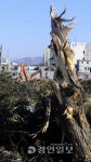 백년 고목 쓰러뜨린 도시개발