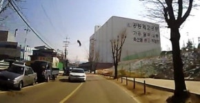 마른하늘에 고라니 달리던 차위에 떨어져 숨져