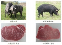 농촌진흥청 난축맛돈 개발 8년 연구끝 장점들만 극대화