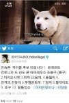 민속촌 개 이름 공모, 이리오시개, 무형문화개 등 센스 넘치는 아이디어