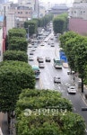 수원 정조로 사각형 이색 가로수