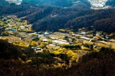 내달 4~6일 양평 산수유·개군한우축제