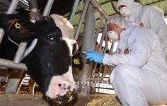 구제역 예방접종 일제점검