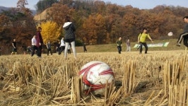 [양평]추억의 논두렁 축구 즐기러 오세요