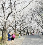 봄꽃 개화 시기, 30년 전보다 최대 보름가량 앞당겨져… 지구 온난화로 기온 오른 탓