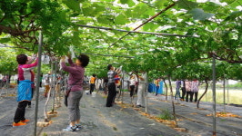 군포 대야동 주민들, 포도농가 일손돕기