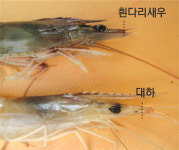 대하 손님 속임수로 대접하는 소래포구