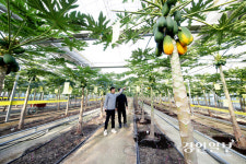 [FOCUS 경기] 선우팜, 열대작물 ‘파파야 재배’ 기적