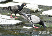 백운역 인근에서 비둘기 11마리 집단 폐사··· 부평구 “정밀 조사 의뢰”