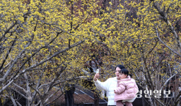 [화보] 활짝 핀 산수유꽃, 내 마음도 활짝