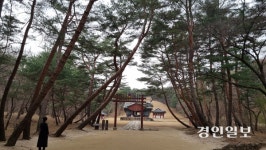 봄엔 8호선 타고 ‘태조’의 기운찾아 구리 동구릉으로