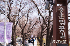 안양의 옛 역사 간직한 동네… ‘안양 벚꽃 1번지’ 충훈동