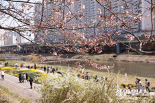 안양의 옛 역사 간직한 동네… ‘안양 벚꽃 1번지’ 충훈동
