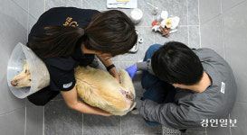 [포토&스토리] 경기도 반려동물 복합문화공간, 여주 ‘반려마루’